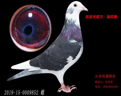 米歇爾.楊阿騰