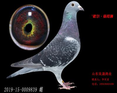 米歇爾.楊阿騰