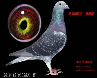米歇爾.楊阿騰