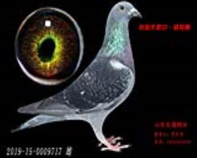 米歇爾.楊阿騰