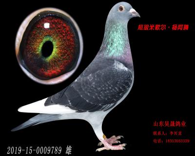米歇爾.楊阿騰