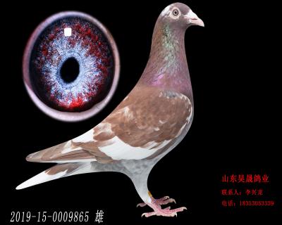 幕利門火鳳凰