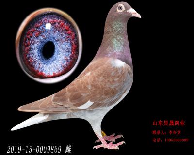 幕利門火鳳凰