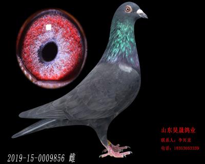 黑市拳王,威姆