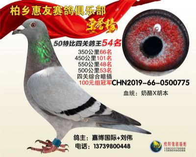 惠友俱樂部:四關鴿王五十四名