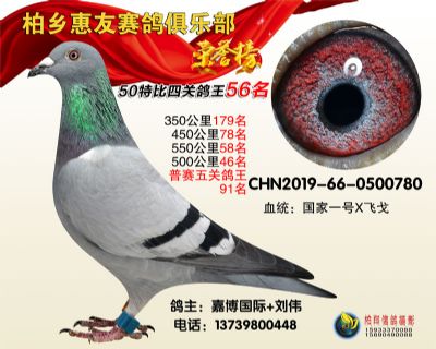 惠友俱樂部:四關鴿王五十六名
