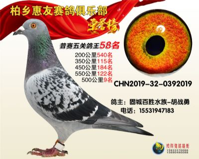 惠友俱樂部:五關鴿王五十八名