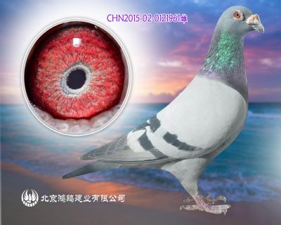 天王之王 非常好用種雄
