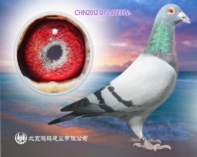 純克拉克超級種雄X絕版凡龍
