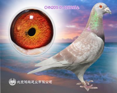 河北友祥鴿業大名鴿”令狐沖”直子X東方不敗X辣燈直孫女
