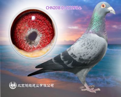 “金牌克拉克X鐵血巾幗 克拉克詹森”