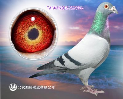 興翔桑杰士 閃電金童