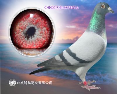 詹森麥克斯白眼皇帝X全白爪詹森老白眼種母