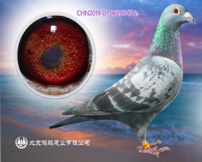 “杰夫·凡溫克” 奧林匹克王后直子X北京王永貴黃杠回血