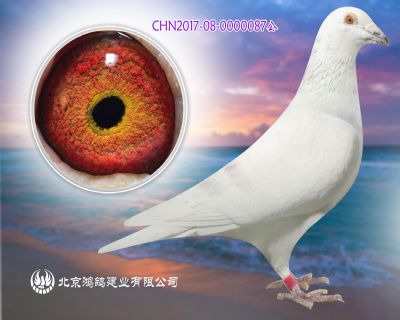 沃特斯獅王號X約翰吐尼爾頂級種雄
