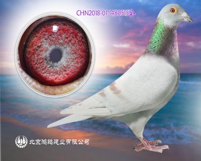 瓦特頂級實戰系 推薦種鴿