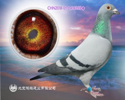 超級73X奶酪100號直女