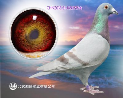 “杰夫·凡溫克”X98老紅狐外回血孫女