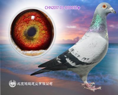 “奧林匹克03直子” X“奧林匹克003”孫女