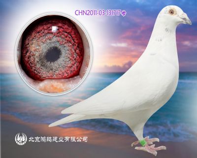蒼白騎士直孫 X”兆尊“金礦”號直女