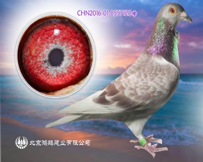 早熟快速 紅卡多