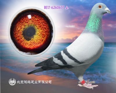 “頂級種鴿098直孫” 比利時原棚 點眼叢