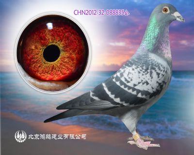 世界名鴿“歐洲之王”X五關鴿王冠軍