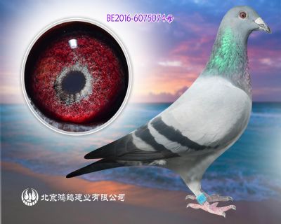 比利時超紅速度鴿系 迪克.凡戴克原棚種雌