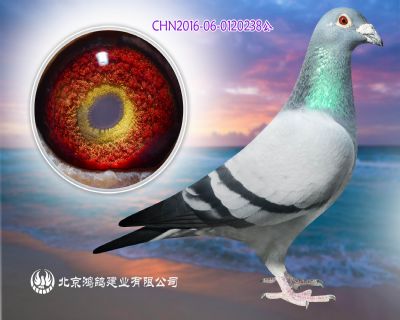 遼寧葫蘆島公棚實戰名家 郭元齡作育
