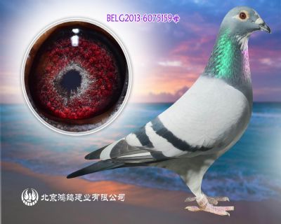利奧赫爾曼原棚 鴿王號直孫女159號