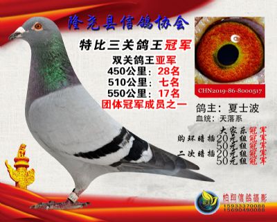 50元特比三关鸽王:1名