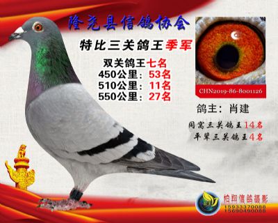 50元特比三关鸽王:3名