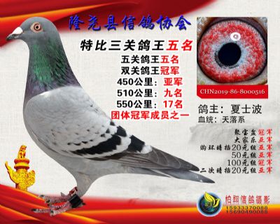 50元特比三关鸽王:5名