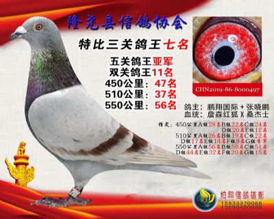 50元特比三关鸽王:7名