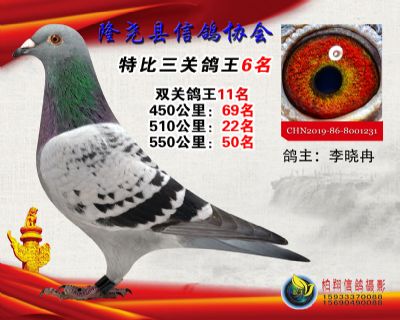 50元特比三关鸽王:6名