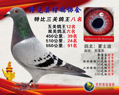 50元特比三关鸽王:8名