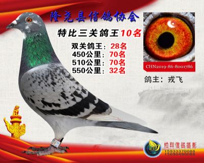50元特比三关鸽王:10名