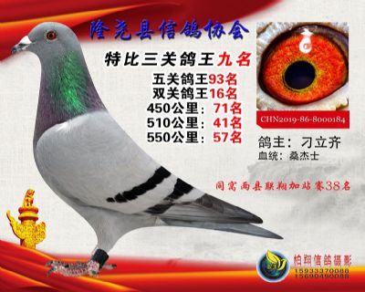50元特比三关鸽王:9名