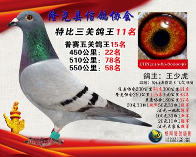 50元特比三关鸽王:11名