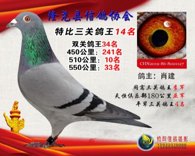 50元特比三关鸽王:14名