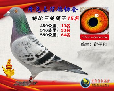 50元特比三关鸽王:15名