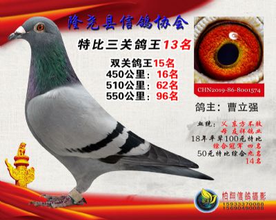 50元特比三关鸽王:13名