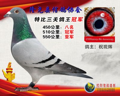 100元特比三关鸽王:1名