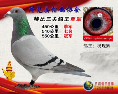 100元特比三关鸽王:2名