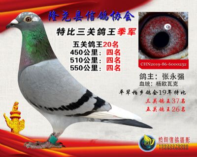 100元特比三关鸽王:3名
