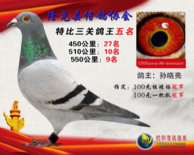100元特比三关鸽王:5名