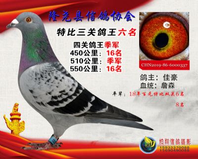 100元特比三关鸽王:6名