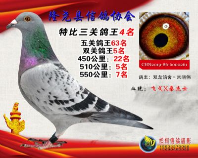 100元特比三关鸽王:4名