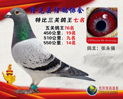 100元特比三关鸽王:7名