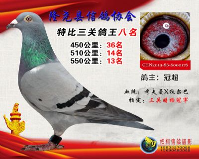100元特比三关鸽王:8名